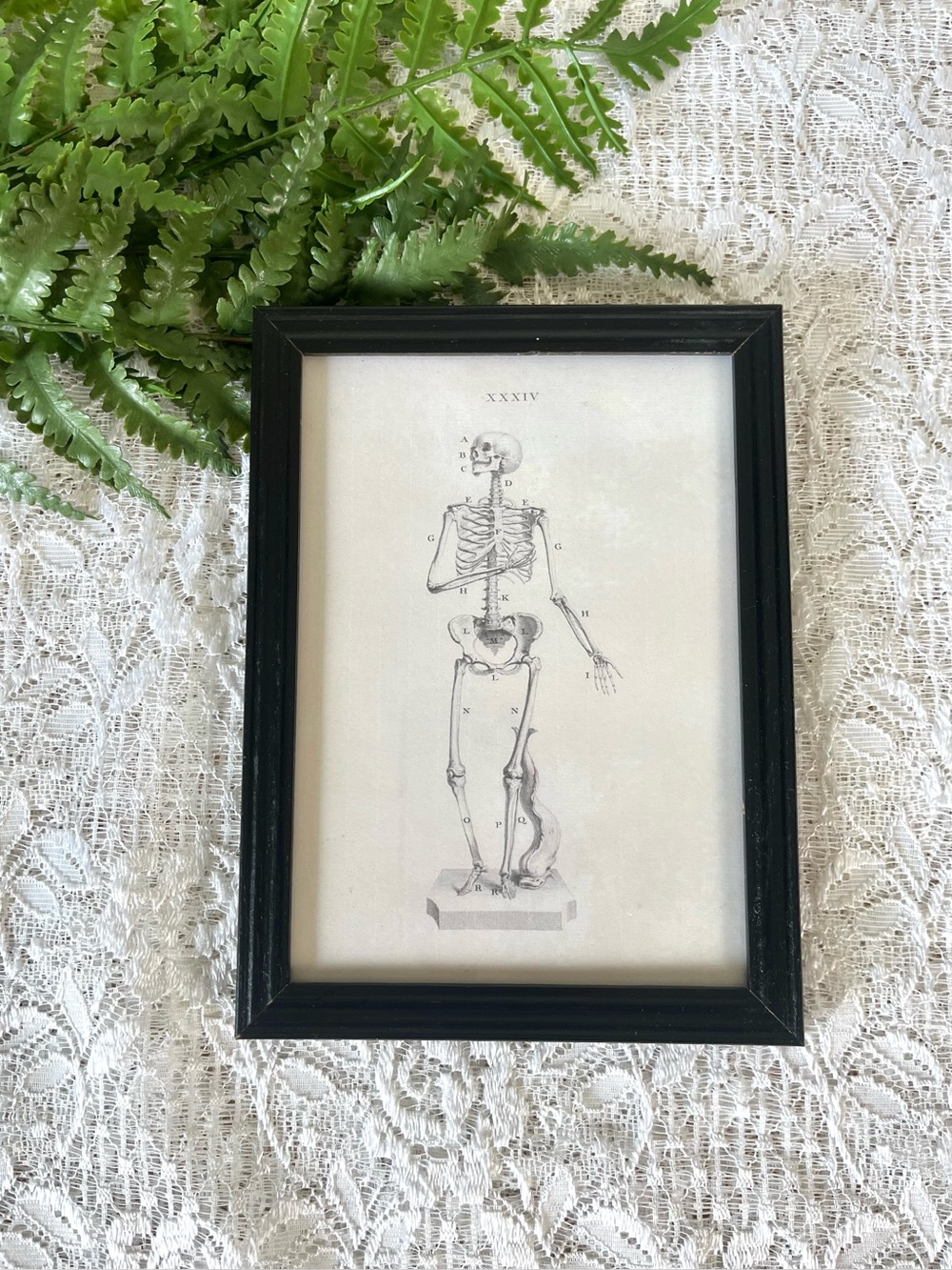 Vintage Black Wood Framed Skeleton Decor 5x7